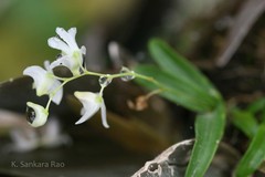 Dendrobium nanum